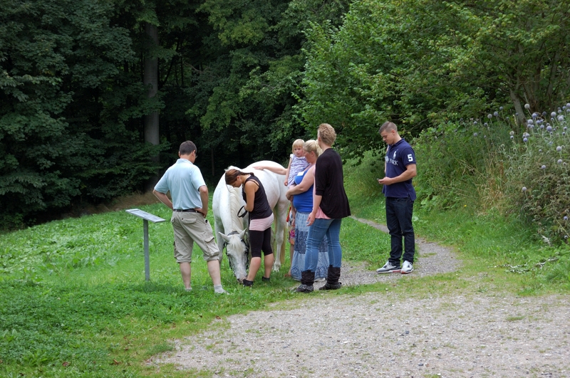 hestevisit 13